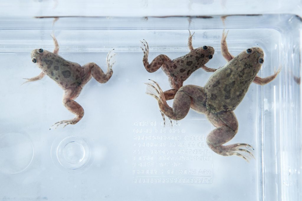 4배체 유전자를 가진 아프리카발톱개구리의 모. | 사진: 아자스튜디오 이서연