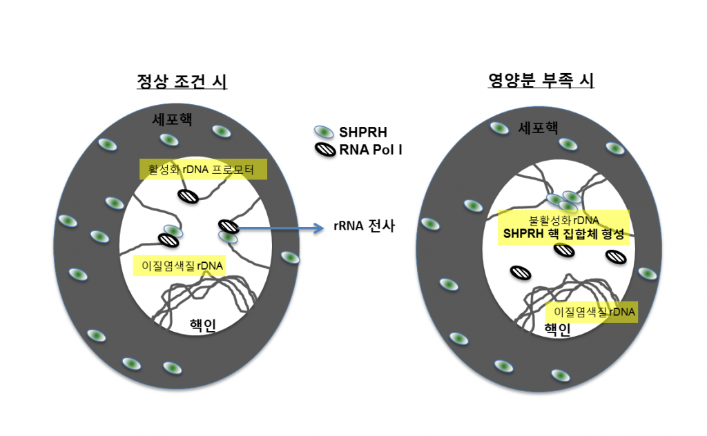 SHPRH 단백질 집합체 형성에 따른 rRNA 전사 조절