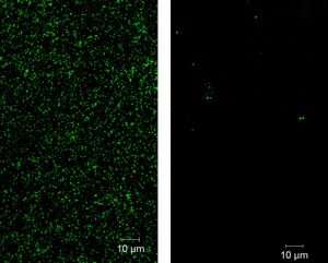 포도상구균의 생체막에 대한 포식성 박테리아의 분해능력을 확인한 그림. 왼쪽의 초록색 생체막 성분이 처리 후 사라진 것을 확인할 수 있다. | 사진: 로버트 미첼 교수팀