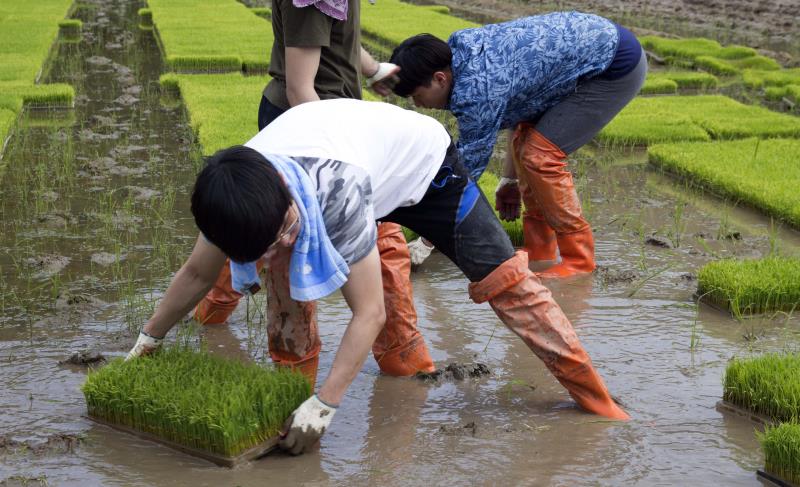 Student volunteers, carrying seedbeds of rice into the paddy at the rural community outreach project. [Photo Credit: Jin Woo Park from Studio INGAM]