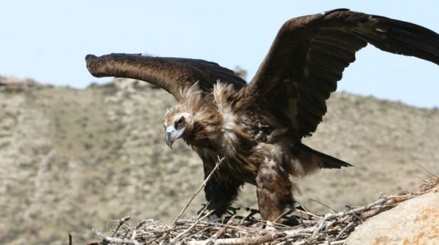 New Study Discovers Vulture's Scavenging Secrets