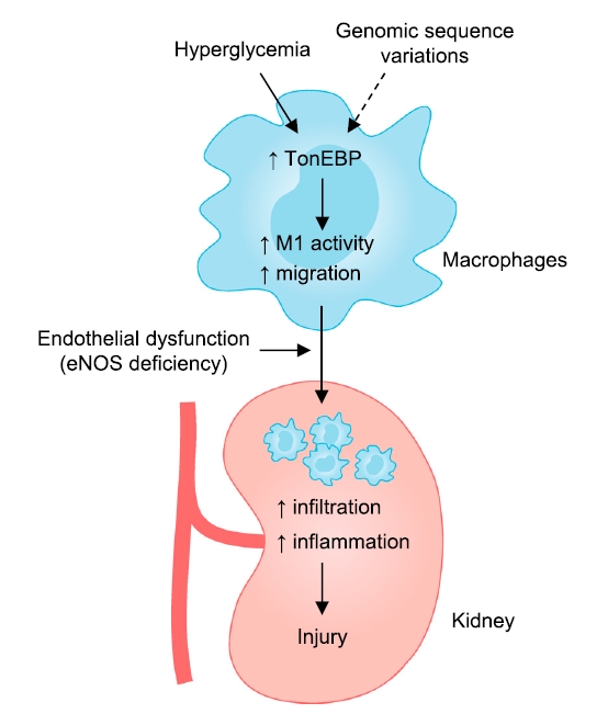 TonEBP mediates hypergycemia-induced DN.