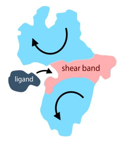Formation of a softer shear band (Red) separating the protein into two rigid subdomains (Light Blue). When a ligand binds, the biochemical function involves a low-energy hinge-like or shear motion (Arrows). 