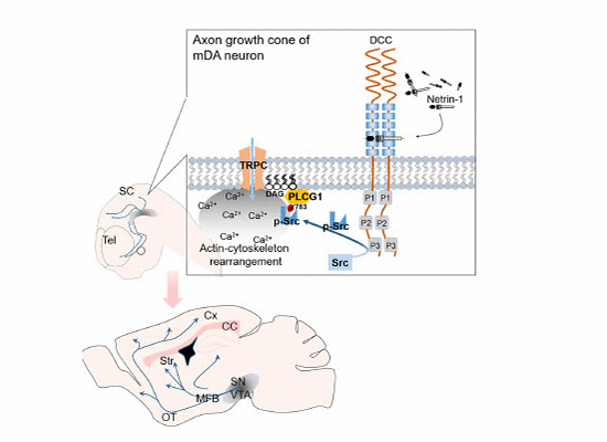 Netrin‐1 activates PLCγ1 via Src kinase, which is crucial for axon guidance and corpus callosum and mDA system development.