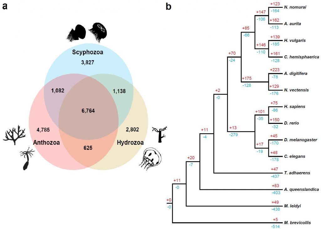 Gene family relationships of cnidarian and metazoan species.