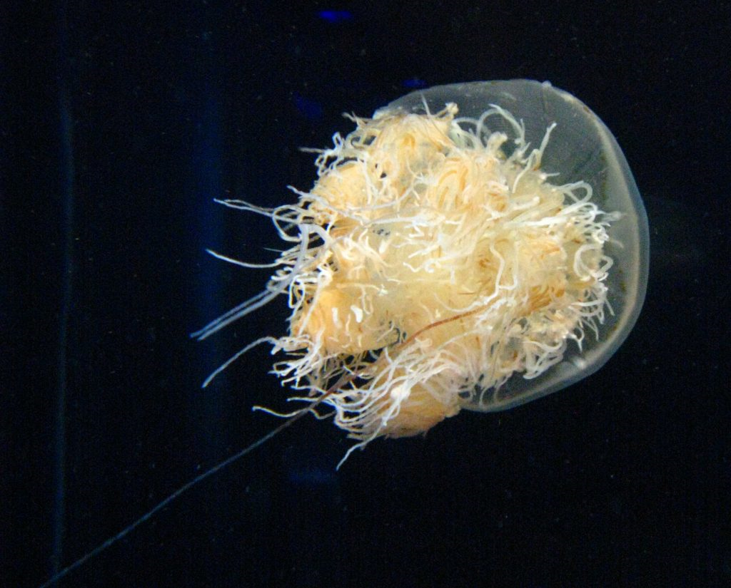 Nomura’s jellyfish Wikipedia