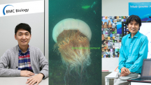 New Genomics Approaches to Nomura’s Jellyfish Sheds Light on Early Evolution of Active Predation