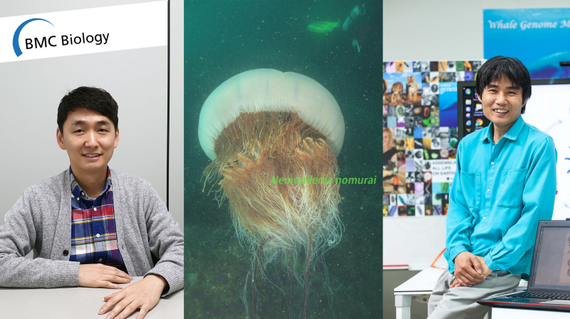 New Genomics Approaches to Nomura’s Jellyfish Sheds Light on Early Evolution of Active Predation