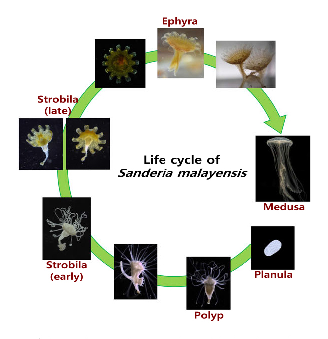 The representative life cycle for Sanderia malayensis.