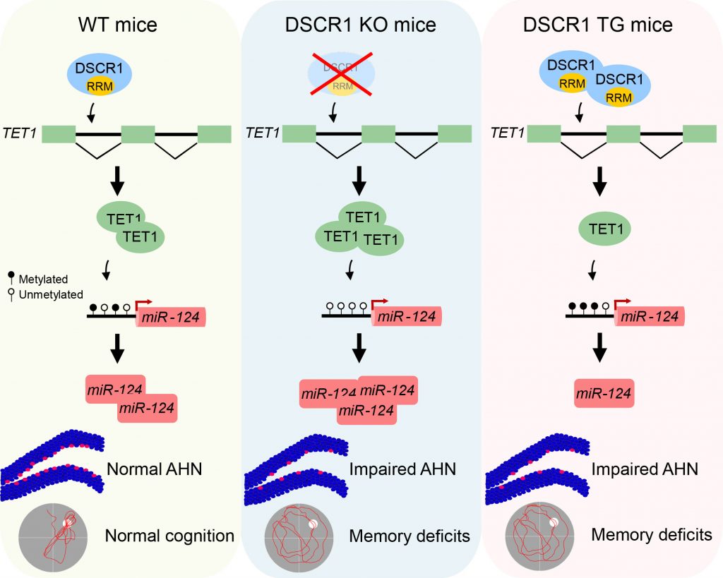 [그림2] DSCR1 단백질에 의한 성체 해마 신경발생의 분자 세포학적 기작