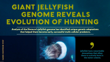 “Jellyfish have remarkable innnovations that allow them to actively hunt in the water column.”