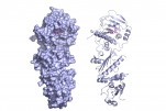 연구진이_규명한_타겟단백질_저해제_3차원_결합구조