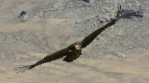 창공을 가르는 한국 독수리