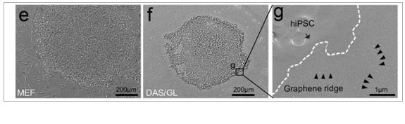 DAS 기법으로 만든 그래핀은 골과 마루가 형성돼 세포가 자랄 수 있는 공간이 생긴다. 자료: 김정범