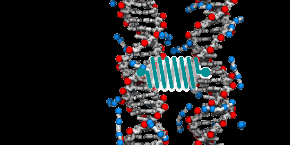 DNA 분자들이 정전기적인 작용으로 인해 서로 밀어내고 당기는 모습을 시뮬레이션으로 나타냈다. | Credit: Alek Aksimentiev, University of Illinois