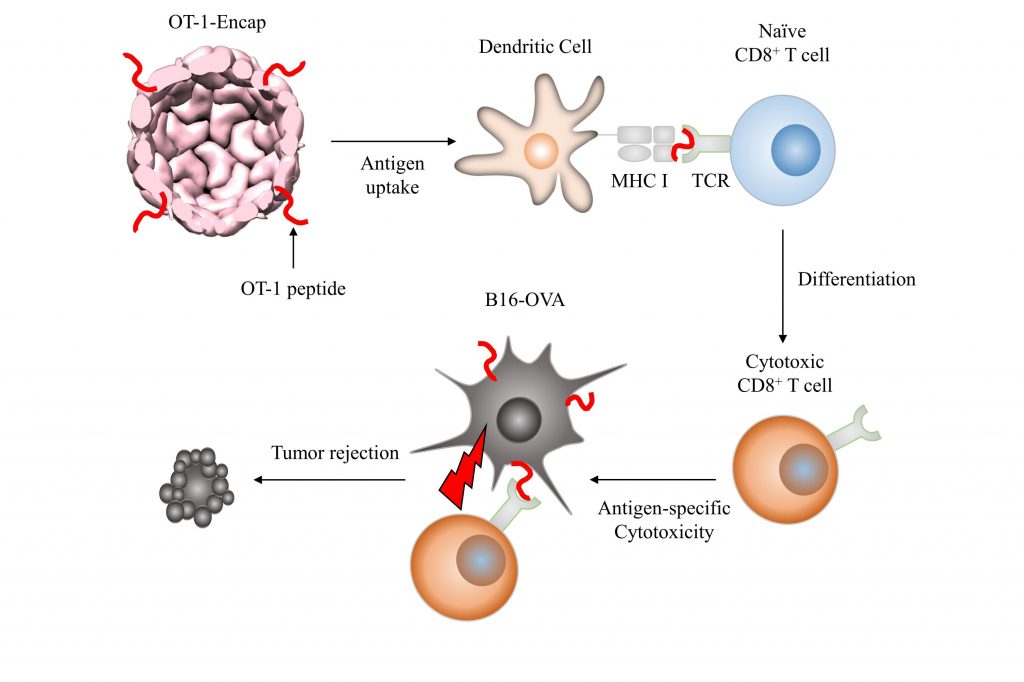 단백질 나노입자인 인캡슐이에 항원을 붙여서 수지상세포로 전달하면 미분화된 T세포를 '맞춤형 항제'로 만들 수 있다. 