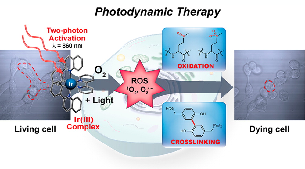 빛에 반응하는 이리듐 복합체를 이용해 암세포를 사멸시키는 과정을 나타낸 그림. 이번에 만든 이리듐 복합체는 두 개의 광자를 이용할 수 있어 적외선을 활용한 빛 치료도 가능하다. 