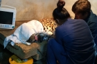 2016년-5월-19일-청주동물원에서-건강검진을-하는-표범에서-혈액-시료-채취하고-있다-2.jpg