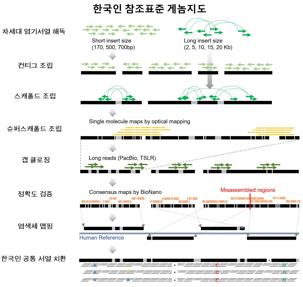 ‘코레프’(KOREF)는20~69세 성인 남녀 41명의 혈액에서 얻은 유전 정보를 그 동안의 한국인 유전정보와 합쳐 만든 것이다. 