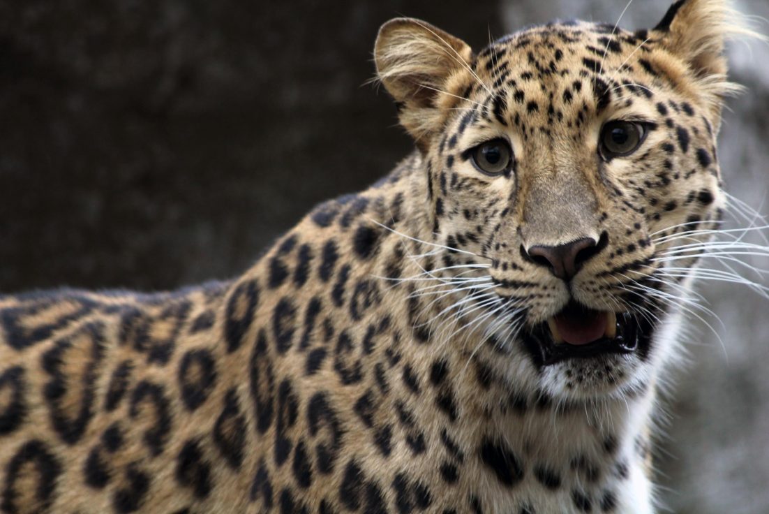 러시아 '표범의 땅 국립공원' 제공 아무르표범(AmurLeopard