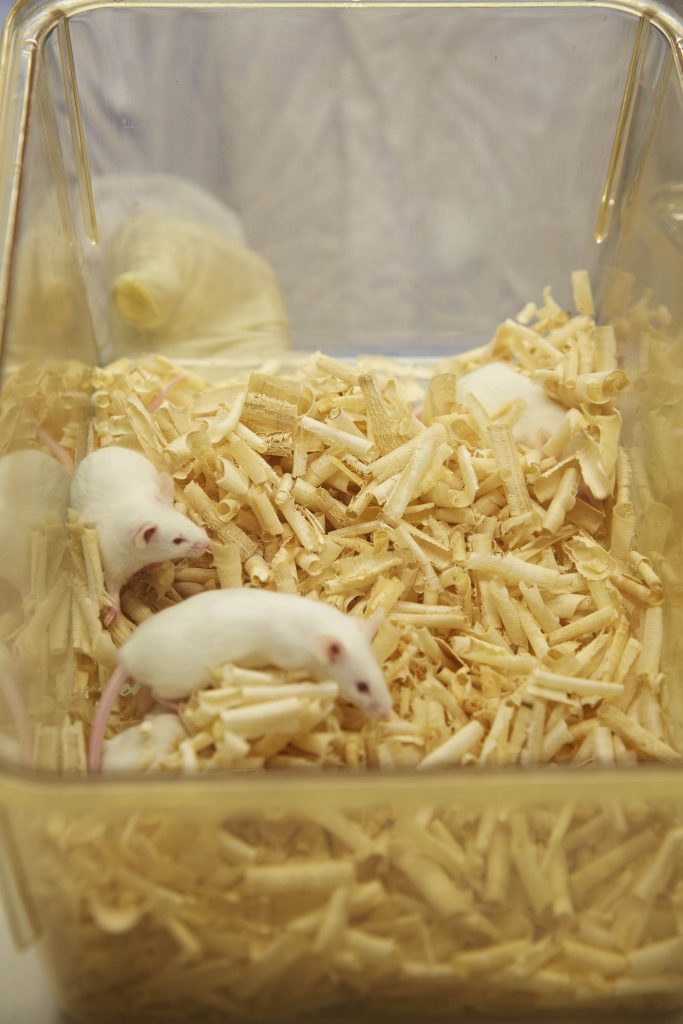 UNIST 생체효능검증실에서 기르고 있는 실험 쥐(마우스)의 모습. | 사진: 안홍범