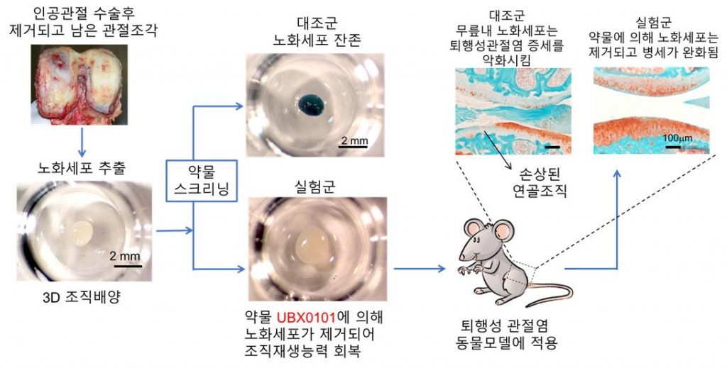 인공관절 수술을 받은 환자에서 나온 노화세포를 추출해 2D, 3D 배양법을 적용한 뒤 약물평가를 수행했다. 이후 유전자 변형 쥐로 실험한 결과를 보여준다.