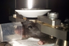 연구그림-살아있는-쥐의-뇌-속을-관찰하는-장면.jpg