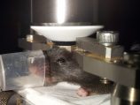 [연구그림] 살아있는 쥐의 뇌 속을 관찰하는 장면