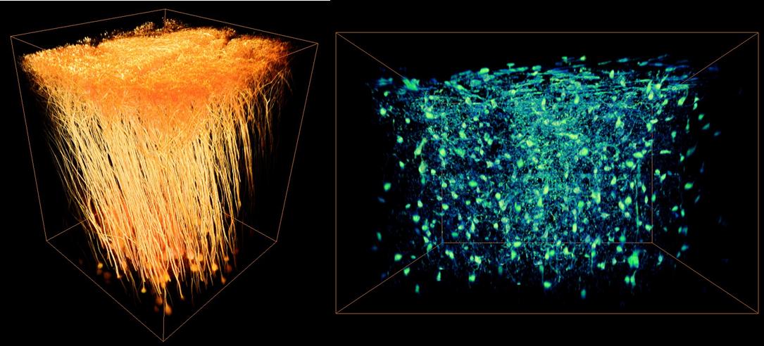 [연구그림] 살아있는 쥐의 뉴런과 미세아교세포
