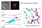 연구그림1_효모세포의-소기관인-핵과-리소좀을-직접-연결하는-막접촉점.jpg