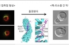 연구그림3_Vac8p-정상-단백질과-돌연변이-단백질이-NVJ-막접촉점-형성에-미치는-영향.jpg
