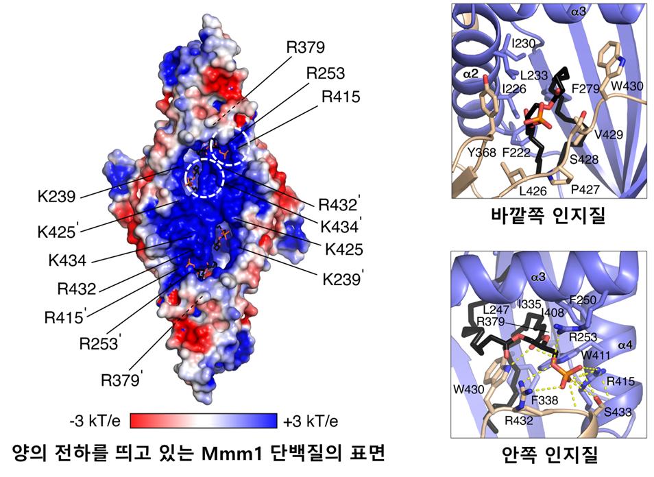 인지질의 구조