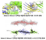 [연구그림] Mmm1-Mdm12 단백질 복합체의 인지질 수송로