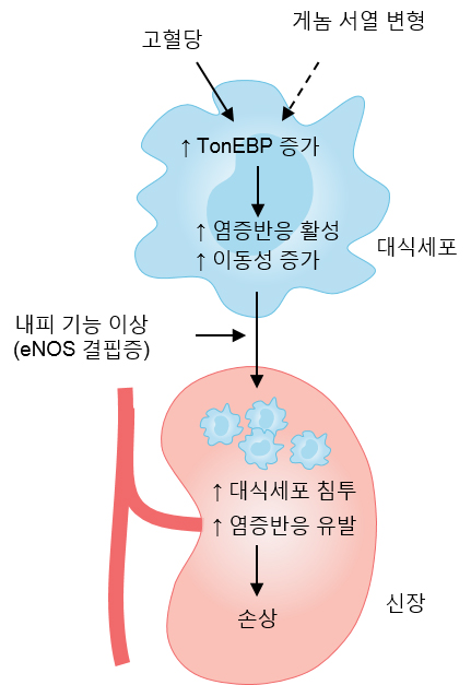 [연구그림] 고혈당 환경이 톤이비피 유전자를 활성시켜 대식세포의 염증반응이 발생해 신장이 손상되는 과정