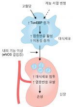 [연구그림] 고혈당 환경이 톤이비피 유전자를 활성시켜 대식세포의 염증반응이 발생해 신장이 손상되는 과정