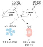 [연구그림] 실험쥐에 당뇨병을 유발시켜 당뇨병성 신증을 유발하는 원인 유전자(TonEBP)를 찾아내는 과정