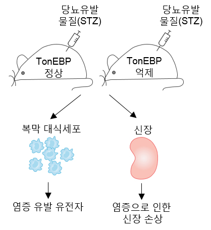 실험쥐에 당뇨병을 유발시켜 당뇨병성 신증을 유발하는 원인 유전자(TonEBP)를 찾아내는 과정