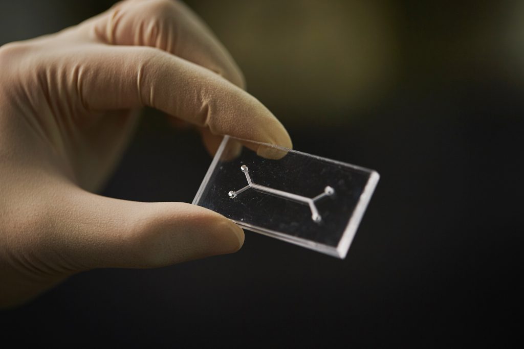 UNIST에서 개발 중인 혈관통합 생체장기모사 칩의 모습. 한쪽은 혈관 다른 쪽은 장기 채널이다. | 사진: 김경채