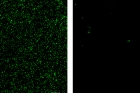 연구그림2.-포도상구균의-생체막에-대한-포식성-박테리아의-분해능력을-확인한-그림.-왼쪽의-초록색-생체막-성분이-처리-후-사라진-것을-확인할-수-있다..jpg