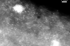 그림1_질소-탄소나노튜브-위에-백금흰색이-미량-도포된-모습.png