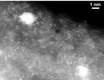 그림1_질소-탄소나노튜브 위에 백금(흰색)이 미량 도포된 모습