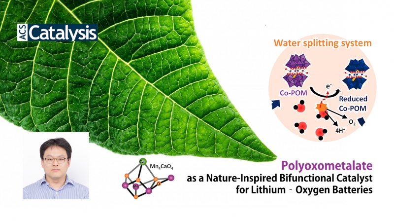 류정기 교수팀은 나뭇잎에서 일어나는 광합성 반응을 모사해 물 분해 촉매를 개발하고 이를 리튬공기전지에 적용해 성능을 향상시켰다.