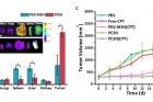 그림4_단백질-보호막을-가진-약물-전달체를-생쥐-모델에-적용한-결과.jpg