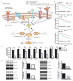 [연구그림] 유방암에 중요한 신호전달 경로와 이를 조절하는 마이크로RNA