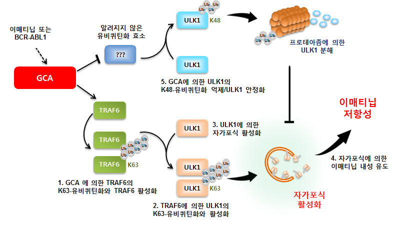 GCA 단백질의 자가포식 활성화에 의한 내성 발생 기전