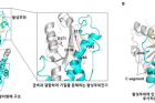 그림1-X선-회절법으로-규명한-EXD2-단백질의-고해상도-3차원-구조.jpg