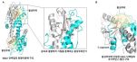 [그림1] X선 회절법으로 규명한 EXD2 단백질의 고해상도 3차원 구조
