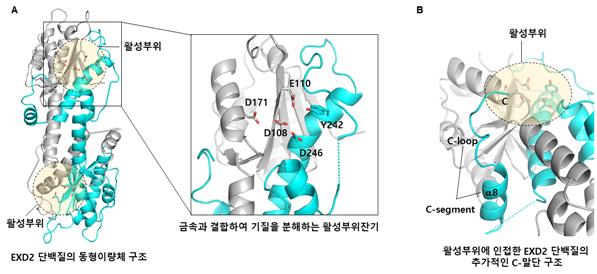 X선 회절법으로 규명한 EXD2 단백질의 고해상도 3차원 구조