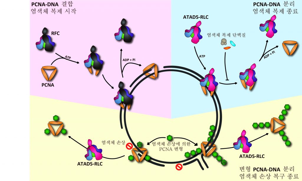 증식성세포핵항원(PCNA)과 DNA의 결합 및 분리 메커니즘을 표현한 그림