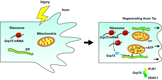 [그림 2] Grp75 단백질 과발현에 의한 신경 세포의 재생 촉진 기작